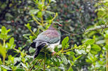 Ulva Island (Te Wharawhara)
