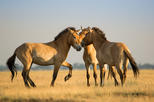 Hortobágy National Park (Hortobágyi Nemzeti Park)