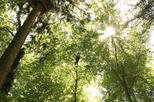 Adventure Park Interlaken (Seilpark Interlaken)