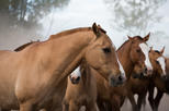 Don Silvano Ranch (Estancia Don Silvano)
