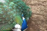 Zoodoo Wildlife Park