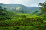 BOH Tea Garden (Boh Tea Plantation)