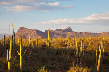 Sonoran Desert, Arizona