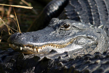 Everglades National Park, Orlando