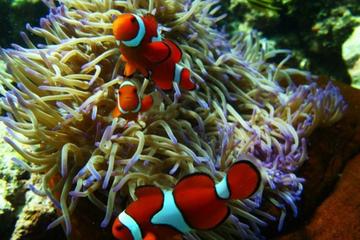 Great Barrier Reef, Cairns