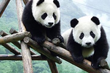 Base de Investigación Chengdu de Crianza de Pandas Gigantes