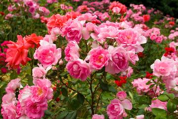 Jardim Internacional de Teste de Rosas