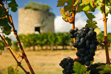 Medoc, Aquitaine, France