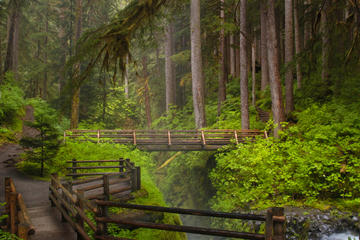 Olympic National Park, Washington, USA 