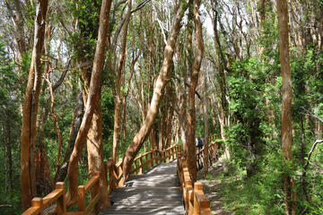 Bosque de Arrayanes, Bariloche