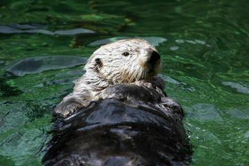 Vancouver Aquarium Marine Science Centre, British Columbia