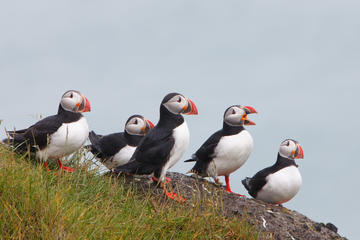 Akurey Island (Puffin Island), Iceland