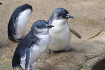 Phillip Island, Victoria