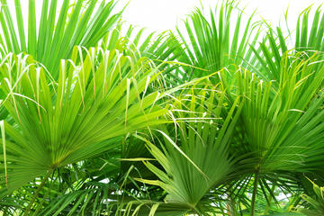 Gizella Kopsick Palm Arboretum, Tampa, Florida 
