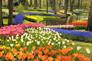 Keukenhof Gardens, Amsterdam