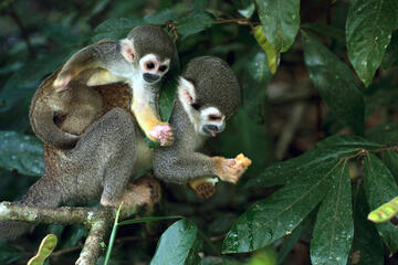 Peruvian Amazon, Peru