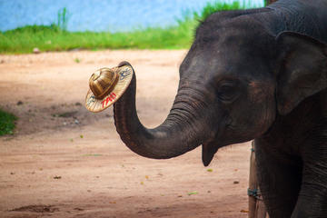 Thai Elephant Conservation Center, Northern Thailand