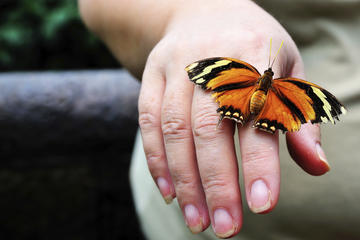 Monteverde Butterfly Gardens, Costa Rica