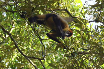 Cao Negro Wildlife Refuge, Costa Rica