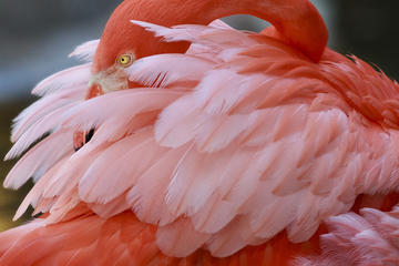 Flamingo Gardens, Fort Lauderdale 