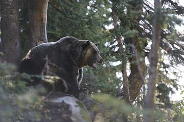 Grouse Mountain Refuge for Endangered Wildlife, British Columbia