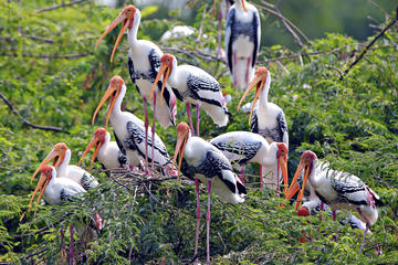 Keoladeo National Park (Bharatpur Bird Sanctuary), Rajasthan, India