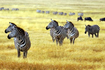 Parque Nacional de Arusha / Melhores destinos de férias na Tanzânia