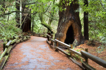 Muir Woods, San Francisco