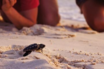 Iztuzu Beach (Turtle Beach), Discover Marmaris