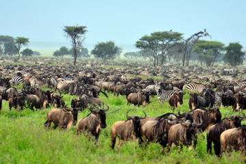 Parque Nacional de Serengeti / Melhores destinos de férias na Tanzânia