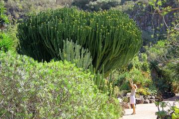 Jardin Botanico Canario Viera y Clavijo, Gran Canaria, Canary Island, Spain