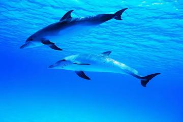 Moorea Dolphin Center