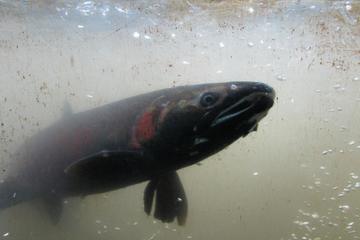 Capilano Salmon Hatchery, British Columbia