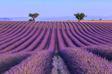 Valensole Plateau, Aix-en-Provence, France