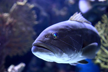 Antalya Aquarium, Discover Antalya