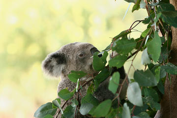 Yanchep National Park, Western Australia