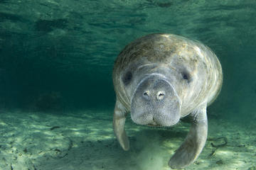 Crystal River National Wildlife Refuge, Florida