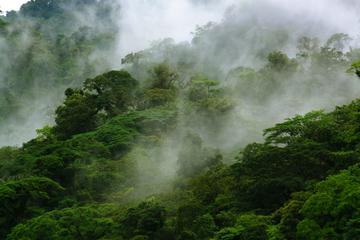 Children's Eternal Rainforest, Central Pacific