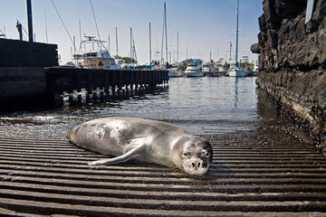 Honokohau Harbor, Big Island of Hawaii