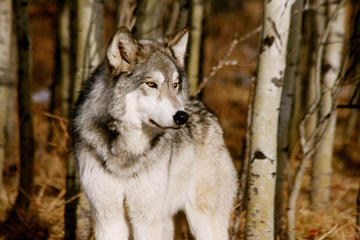 Yamnuska Wolfdog Sanctuary, Alberta