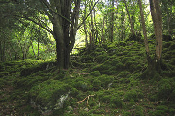 Killarney National Park, South West Ireland