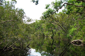 Noosa Everglades, Queensland