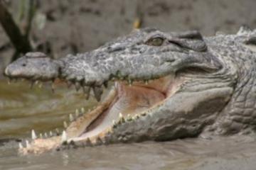 Whitsunday Crocodile Safari, The Whitsundays