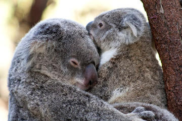 Currumbin Wildlife Sanctuary, Queensland