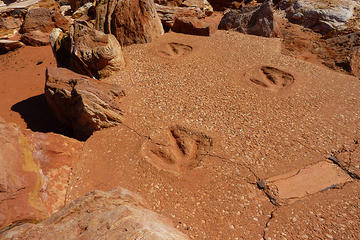 Dinosaur Footprints, Broome, Australia