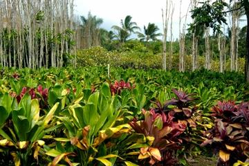Plantação Tropical de Maui