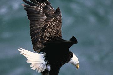 Chilkat Bald Eagle Preserve, Skagway