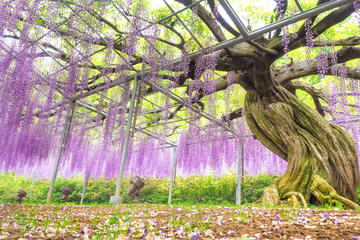 Ashikaga Flower Park