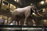 National Museum of Natural History