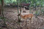Chiang Mai Night Safari